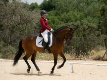 Caballo PRE castrado