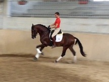 Interesante caballo PRE