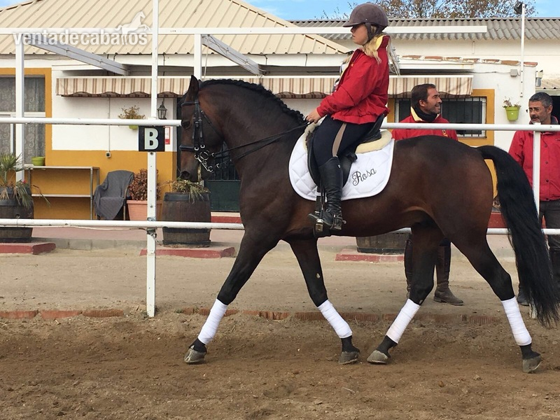 VENTA DE CABALLO P.R.E ENTERO "JOCOSSO SALVATELLA" in 