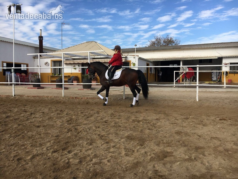 Caballos Pura Raza Española (P.R.E.) Pura Raza Española - VENTA DE CABALLO P.R.E ENTERO "JOCOSSO SALVATELLA"