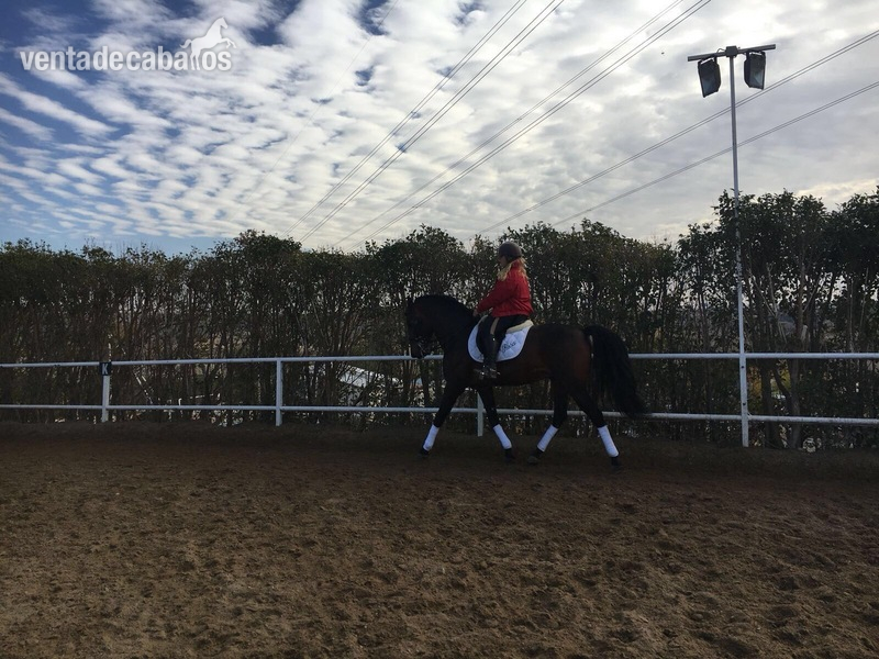 VENTA DE CABALLO P.R.E ENTERO "JOCOSSO SALVATELLA" - Caballos Pura Raza Española (P.R.E.) Pura Raza Española