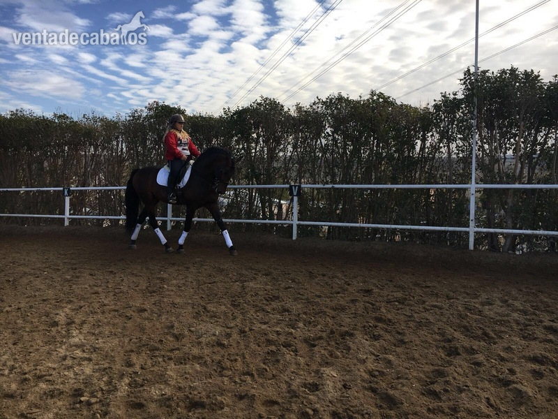 VENTA DE CABALLO P.R.E ENTERO "JOCOSSO SALVATELLA" - Pura Raza Española