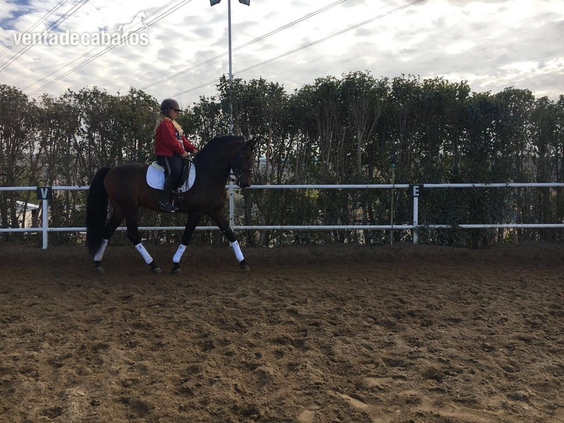 VENTA DE CABALLO P.R.E ENTERO "JOCOSSO SALVATELLA" - Caballos Pura Raza Española (P.R.E.)