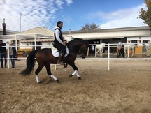 VENTA DE CABALLO P.R.E ENTERO "JOCOSSO SALVATELLA"