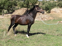 VENDO CABALLO ENTERO