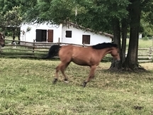 Venta caballo angloarabe