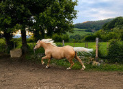 Bardo | Palomino Cuarto de Milla × Lusoárabe, doma western