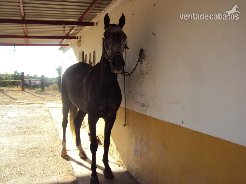 caballo anglo lusitano in 