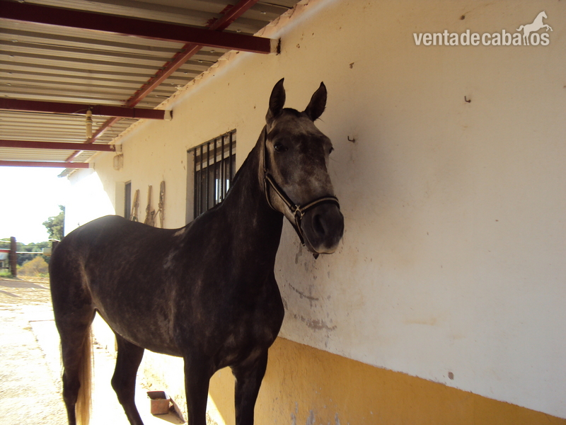 ANGLO-LUSITANO
