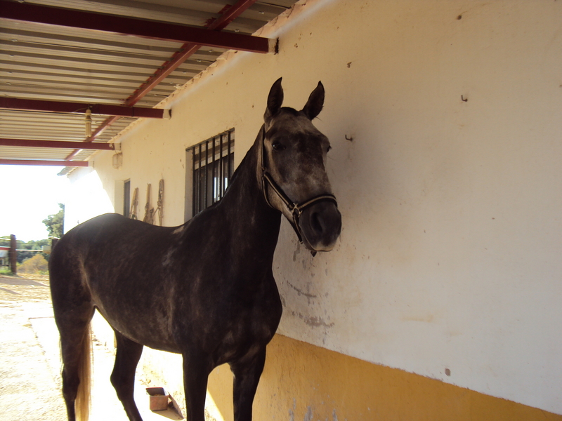 ANGLO-LUSITANO