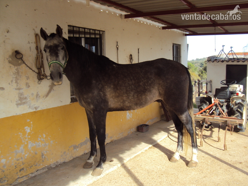 Caballos Capados ANGLO-LUSITANO - caballo anglo lusitano