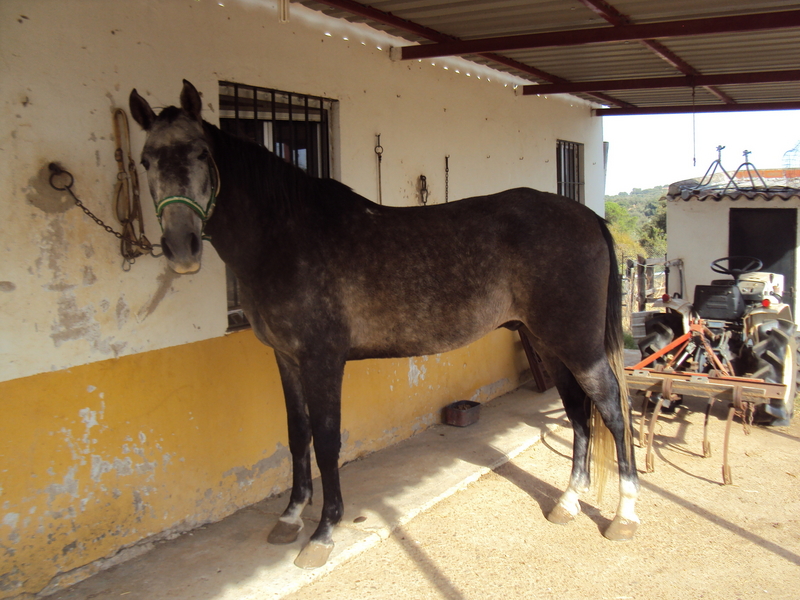 Caballos Capados ANGLO-LUSITANO - caballo anglo lusitano