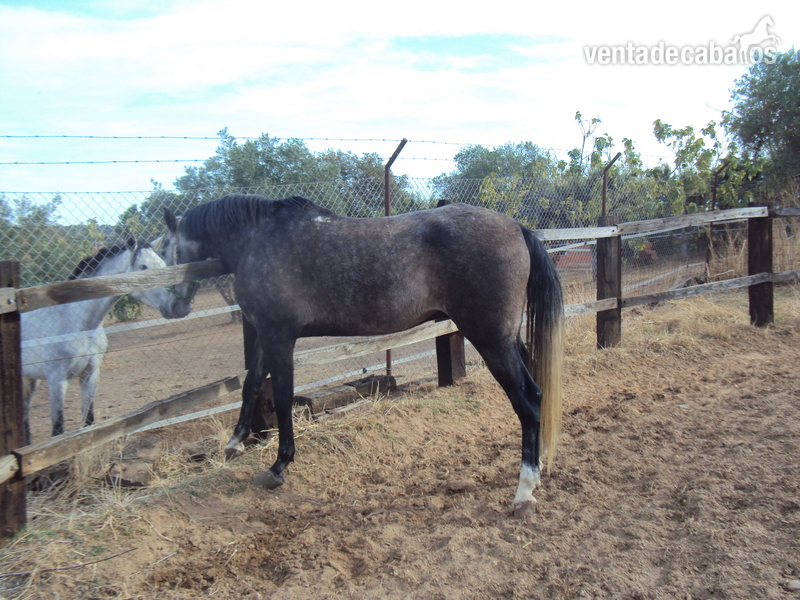 caballo anglo lusitano - Caballos Capados ANGLO-LUSITANO