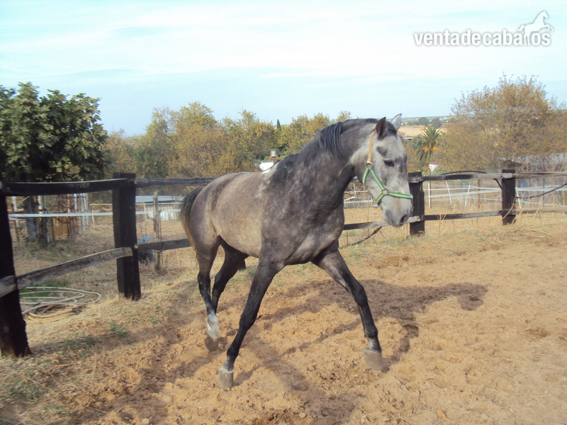 caballo anglo lusitano - ANGLO-LUSITANO