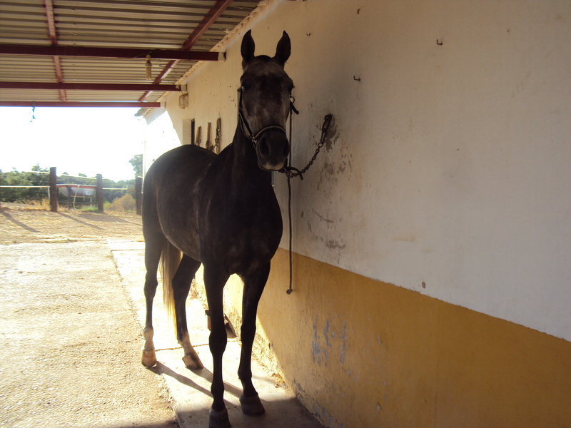 caballo anglo lusitano - Caballos Capados