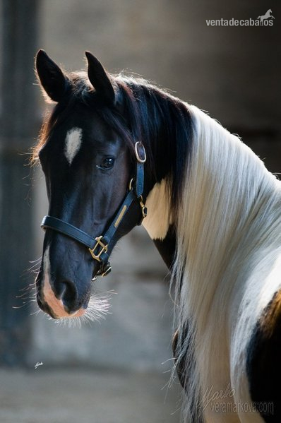 Compro caballo manso in 