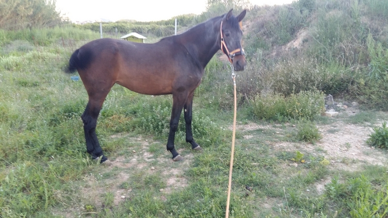 Potras PRE - Potra PRE 3 años