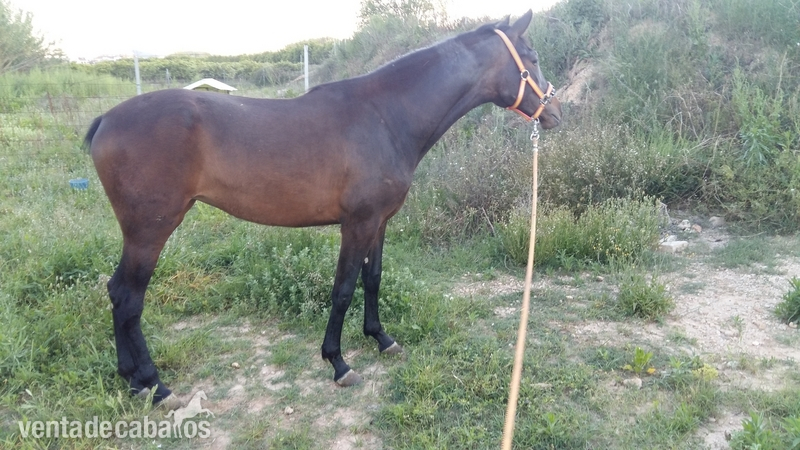 Potra PRE 3 años - Potras PRE