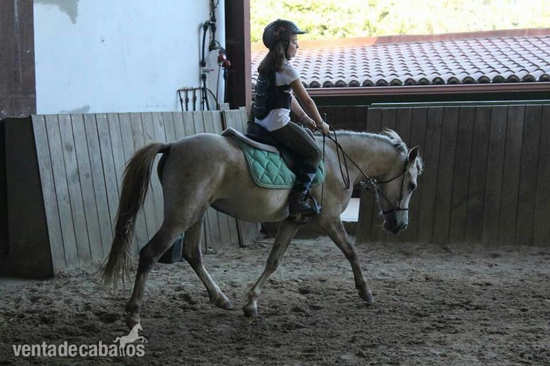 Se vende poni b in 