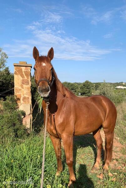 Caballo de salto  in 