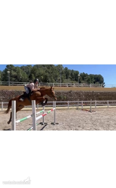 Yeguas Selle Francais - Caballo de salto 