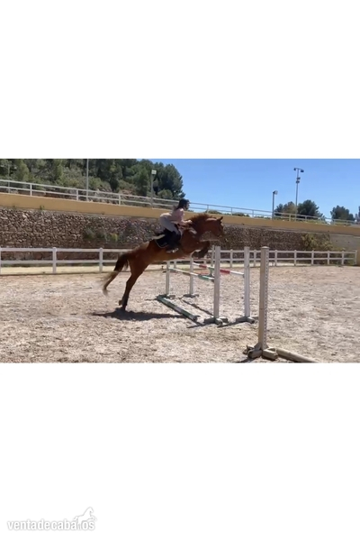 Caballo de salto  - Yeguas Selle Francais