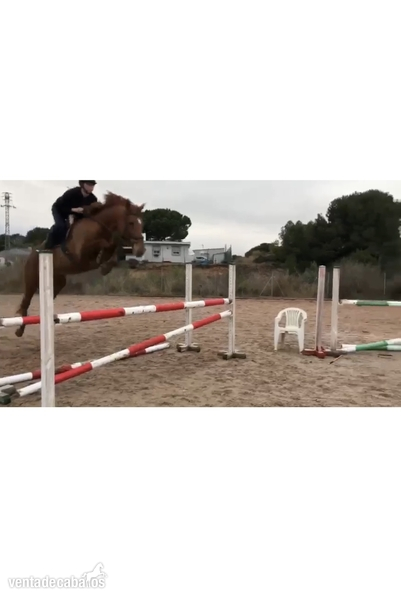 Caballo de salto  - Selle Francais
