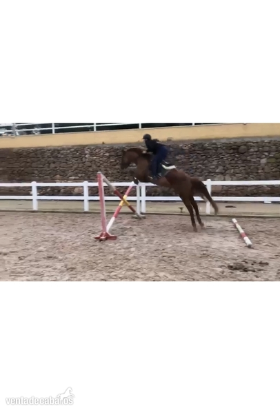 Caballo de salto  - Yeguas