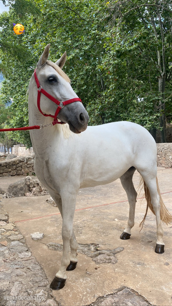 Vendo Yegua española  in 