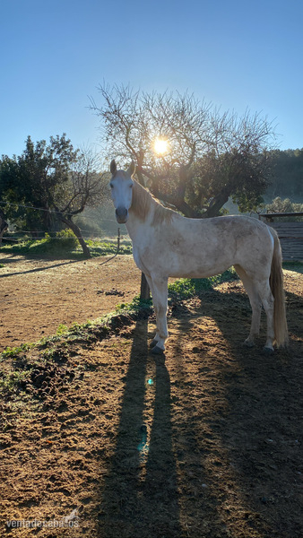 Caballos Pura Raza Española (P.R.E.) Pura Raza Española - Vendo Yegua española 
