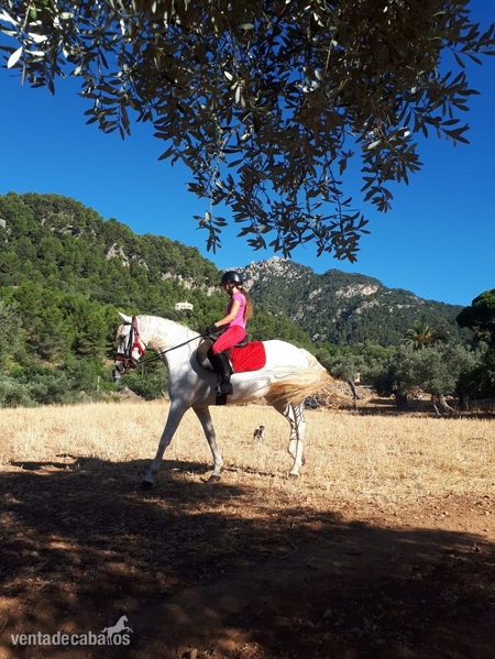 Vendo Yegua española  - Caballos Pura Raza Española (P.R.E.) Pura Raza Española