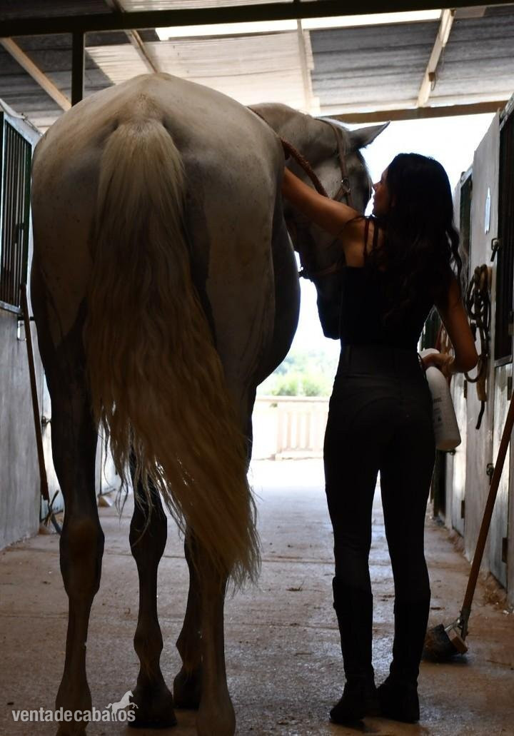 Caballos Pura Raza Española (P.R.E.) EMPTY - Yegua PRE 4000
