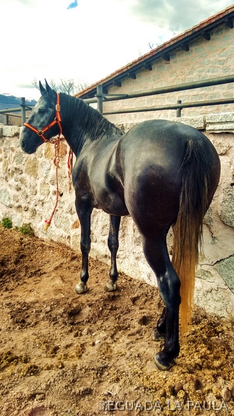 Caballos Pura Raza Española (P.R.E.) Pura Raza Española - VENTA DE POTRO P.R.E