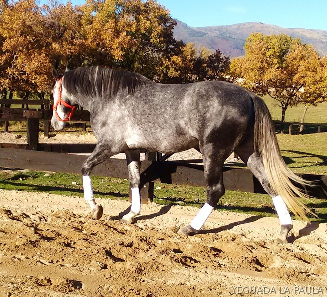 VENTA DE POTRO P.R.E - Caballos Pura Raza Española (P.R.E.) Pura Raza Española