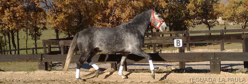 VENTA DE POTRO P.R.E - Caballos Pura Raza Española (P.R.E.)
