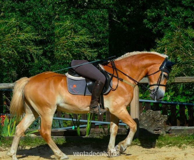 Se vende poni d in 