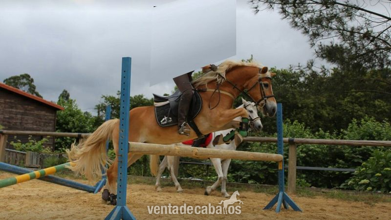 Haflinger