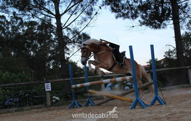 Haflinger {TYPE}