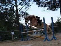 Se vende poni d