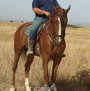 Caballo tres sangres in 