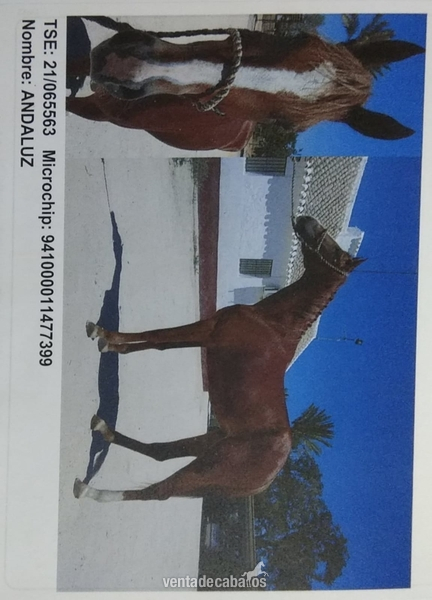 Tres sangres