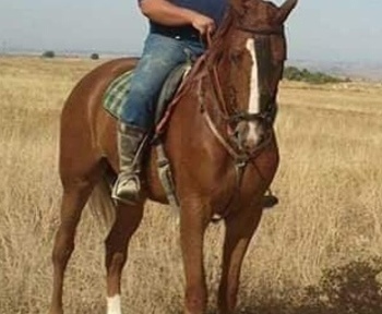 Caballo tres sangres