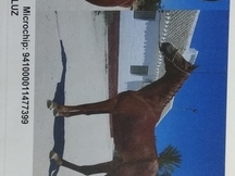 Caballo tres sangres