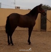 PRE