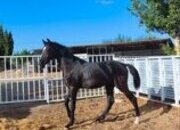 POTRO CARETO NEGRO HISPANO ARABE X PRE