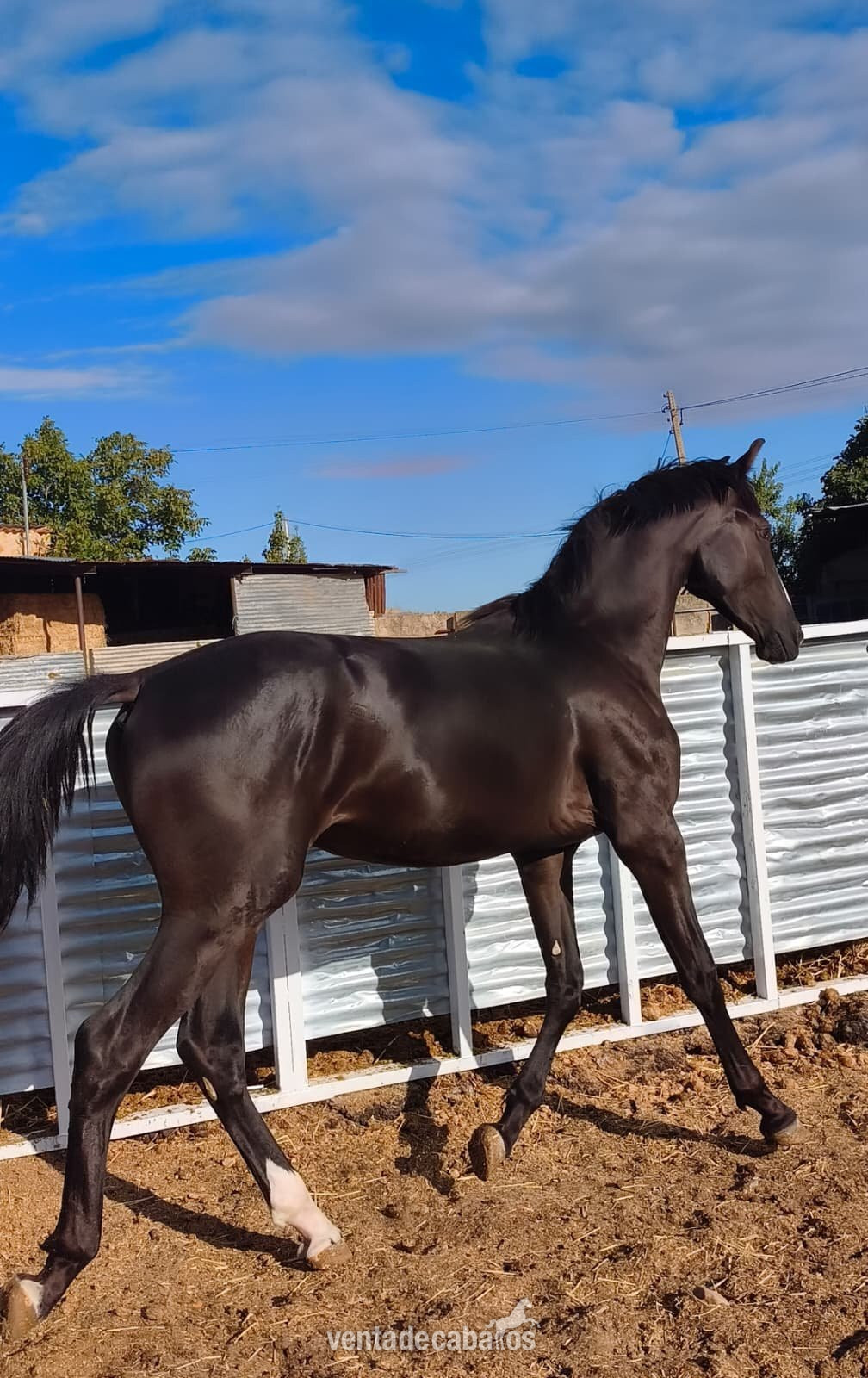  POTRO CARETO NEGRO HISPANO ARABE X PRE