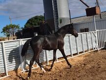 POTRO CARETO NEGRO HISPANO ARABE X PRE