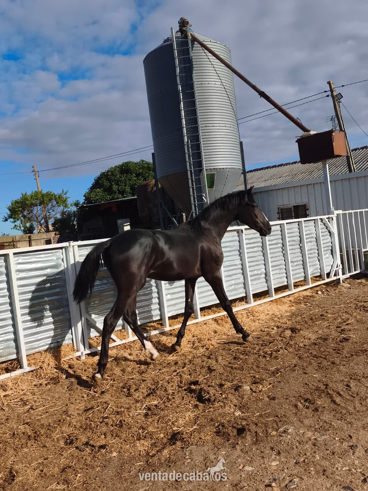 POTRO CARETO NEGRO HISPANO ARABE X PRE - Potros in 