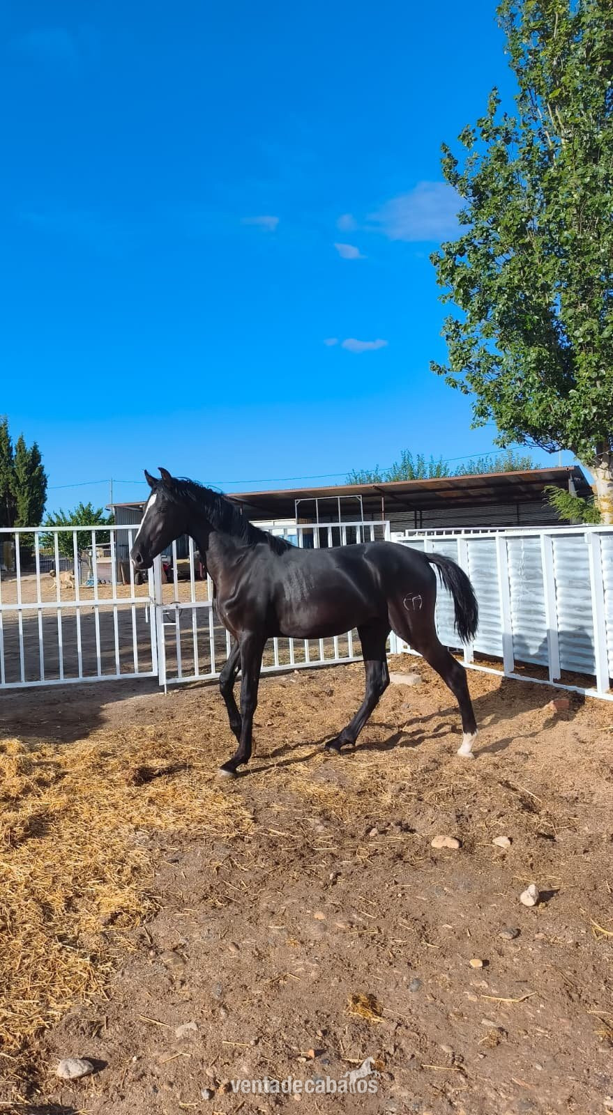 POTRO CARETO NEGRO HISPANO ARABE X PRE in 
