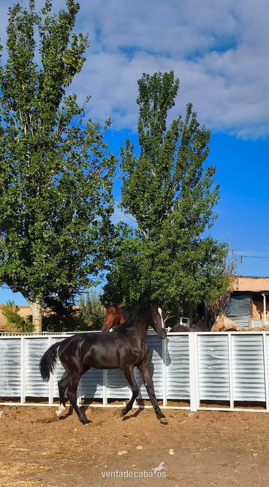 Potros EMPTY - POTRO CARETO NEGRO HISPANO ARABE X PRE